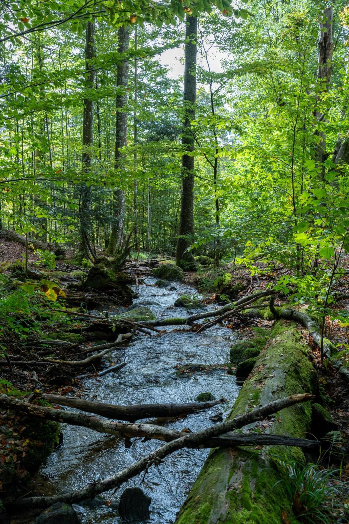 Grosser Arber, Wandern & Sauna, Gemuetliches Apartment Im Nationalpark Bayerischen Wald Lindberg Zewnętrze zdjęcie