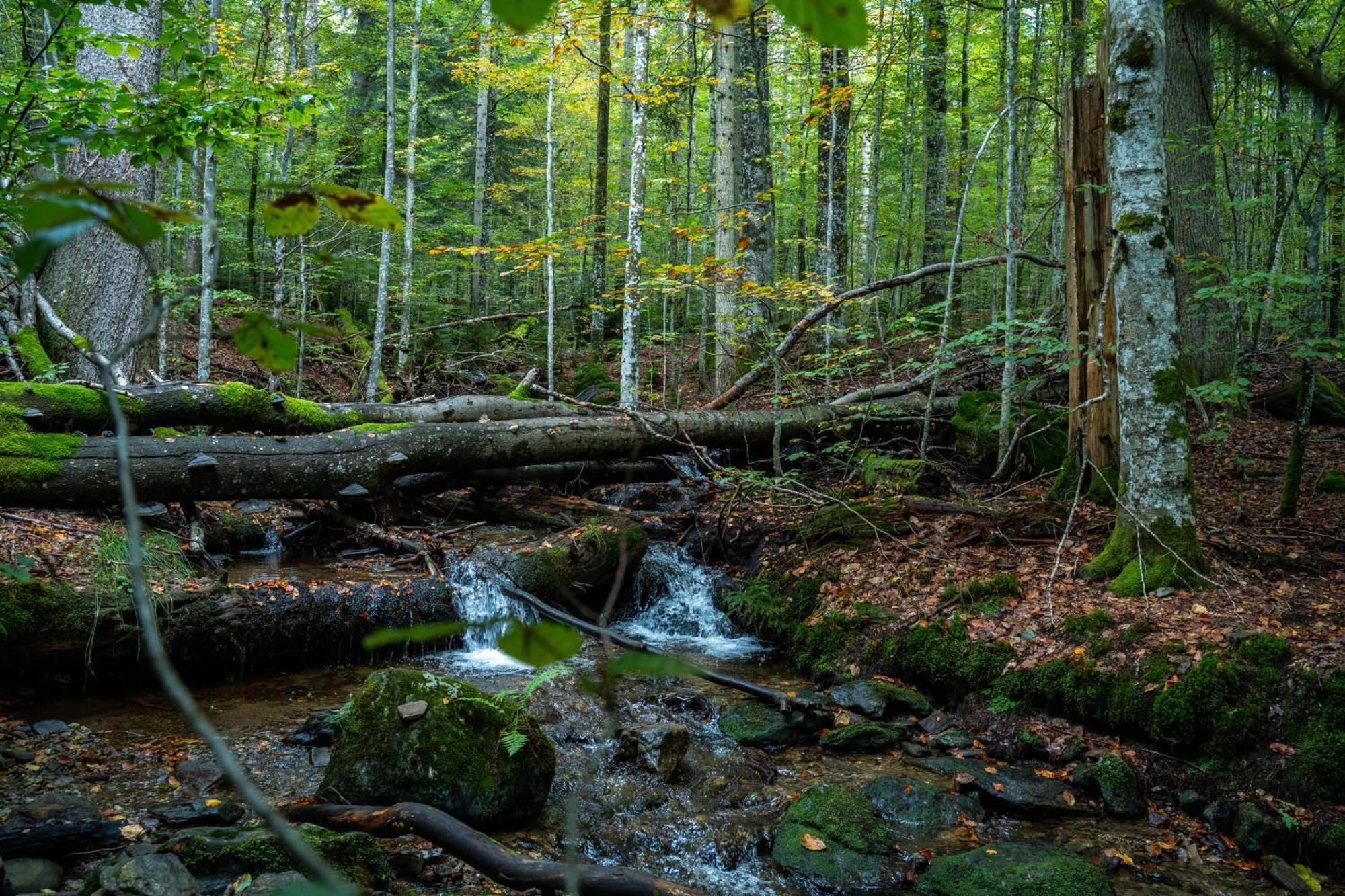 Grosser Arber, Wandern & Sauna, Gemuetliches Apartment Im Nationalpark Bayerischen Wald Lindberg Zewnętrze zdjęcie